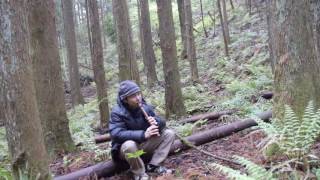 Improvisation in the Forest