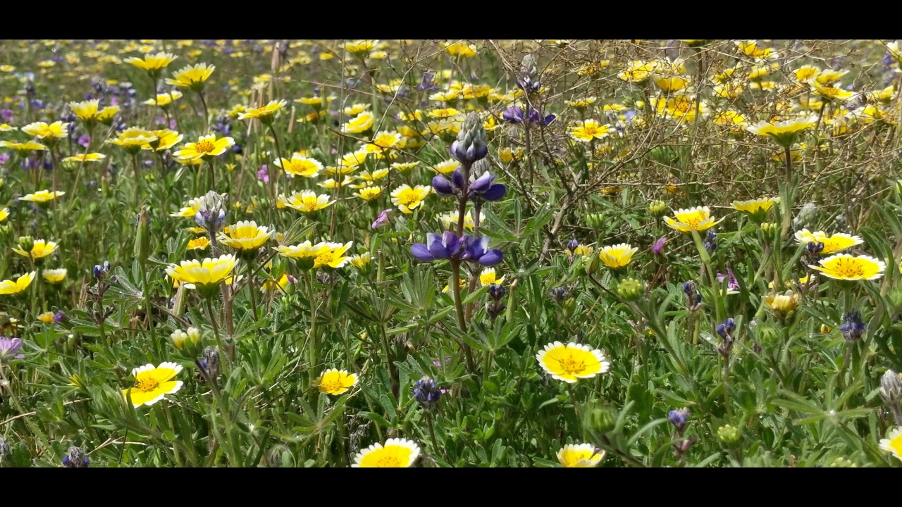 wildflowers 4k April 2020