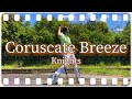 【転校生】Coruscate Breeze//Knights 踊ってみた【あんスタ】