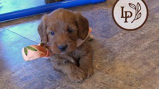 Meet Betsy's F1 Mini Goldendoodle Puppies! - The Weather Litter