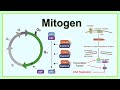 Mitogen