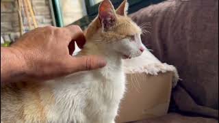 Update About The Wild Sick Cat - Takis Shelter