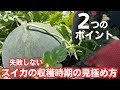 スイカの収穫時期を確実に見極める為の2つのポイント【栽培歴20年以上】【簡単】【ブラックボンバー】2023年7月24日