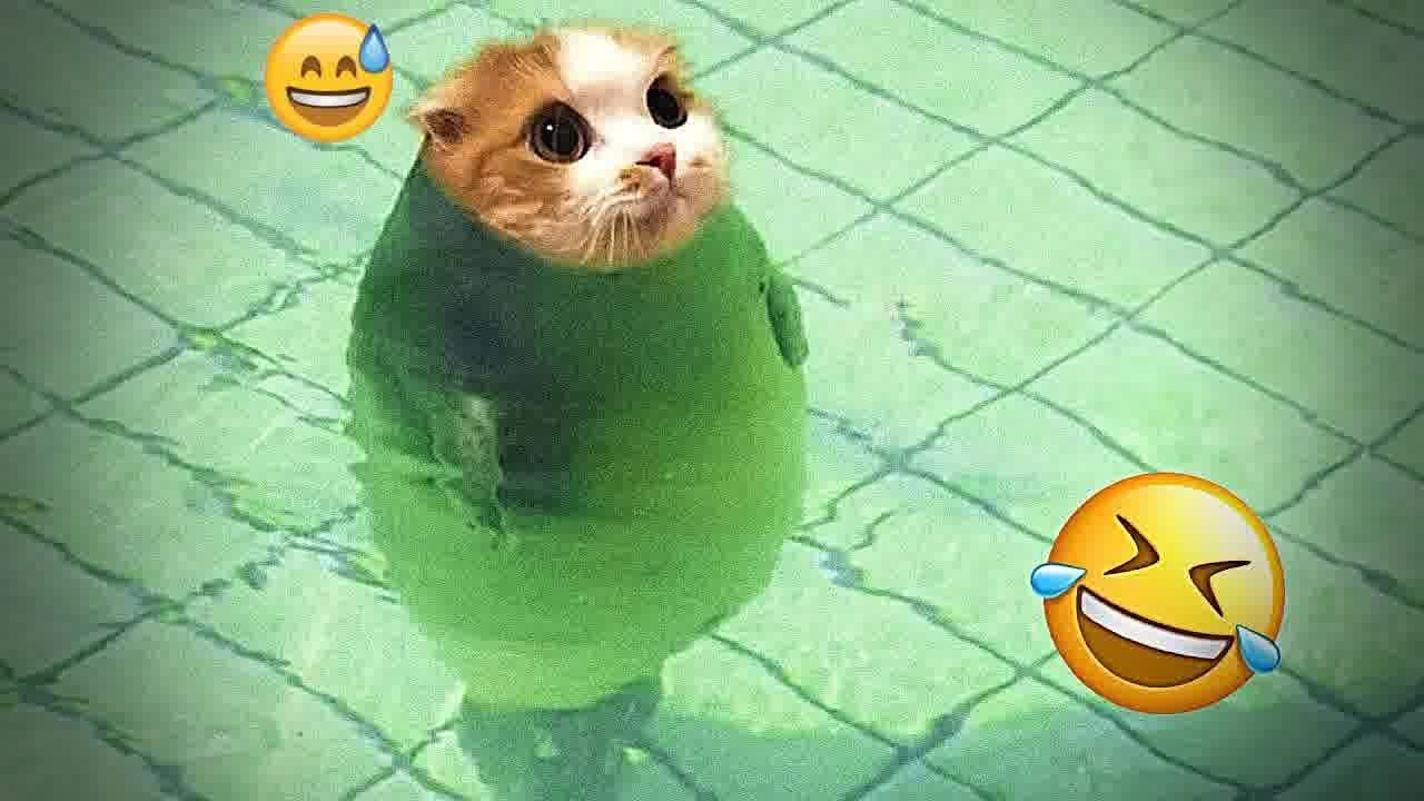 Guilty Dog and cat is so funny 🤑 Try Not to Laugh 🐶😹 2024