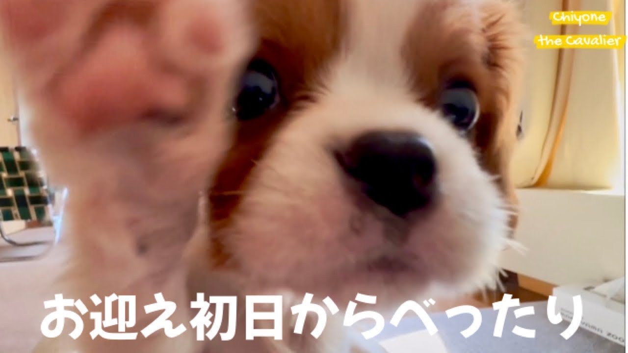 お迎えした子犬が懐いてくれるまでがあっという間だった憶えておきたい回顧録 #1 【北海道暮らし キャバリア】 - The puppy with First Day Home