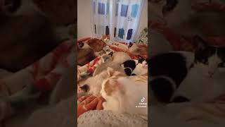 play this sound and see how your cats reacts 