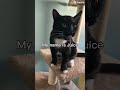 My name is Juice #foryou #foryoupage #shorts #catshorts #cute #cat #cutecat