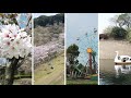 【空撮】桜 石山観音池 空の散歩
