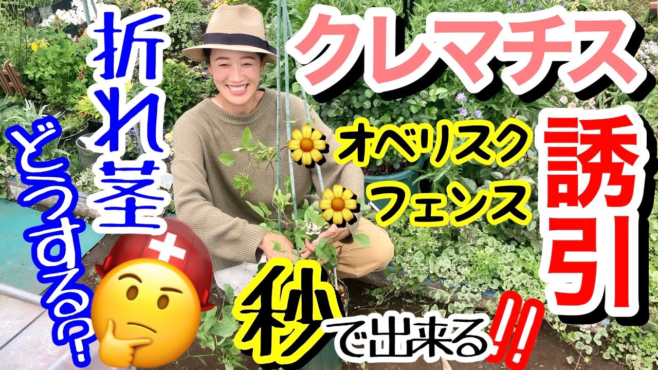 【クレマチスの誘引】①オベリスク②フェンス / どっち回り？どの角度で？/ 株元の茎が硬すぎて曲がらない時の秘法👍 / 途中で折れた茎の応急処置もご紹介🏥 / 新枝咲きで実践解説❗️【ガーデニング】