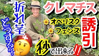 【クレマチスの誘引】①オベリスク②フェンス / どっち回り？どの角度で？/ 株元の茎が硬すぎて曲がらない時の秘法👍 / 途中で折れた茎の応急処置もご紹介🏥 / 新枝咲きで実践解説❗️【ガーデニング】