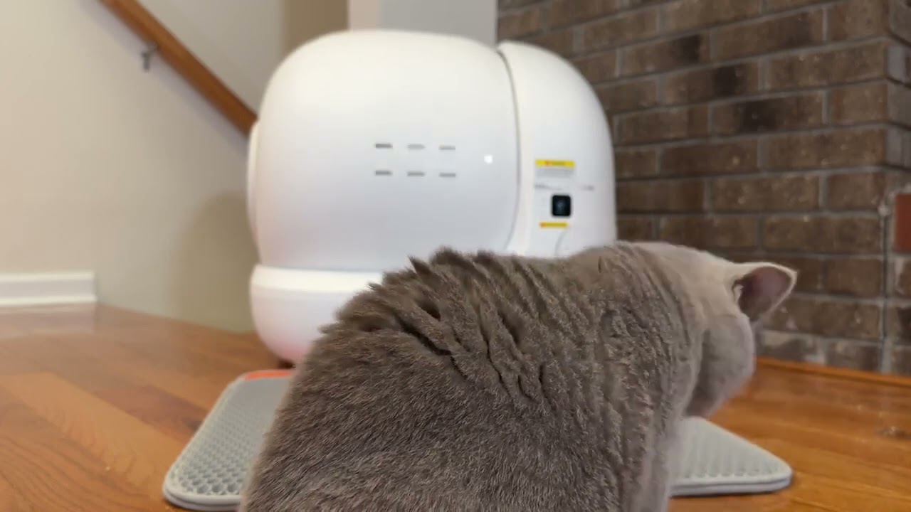 🐾 PETKIT PURA MAX REVIEW! SELF CLEANING CAT LITTER BOX AUTOMATIC