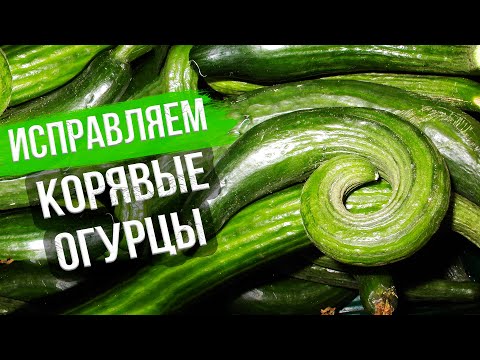 Почему огурцы кривые? Ошибки в выращивании огурцов