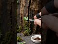 A secret canyon oasis hidden inside tree bark 🪵🌊🌿 | Micro Universe (Ep. 19)