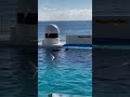 リラックスタイム(シャチとカモメ)