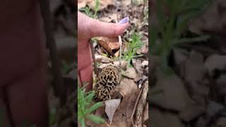 Fools Marking Morels