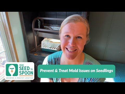 Vidéo: Mold Turfgrass Disease - Conseils pour traiter la moisissure visqueuse sur l'herbe