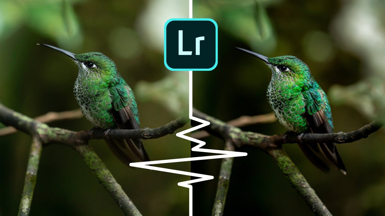 Editing your wildlife photos | Lightroom CC Tutorial