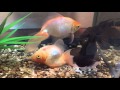 死んだふり金魚 その2