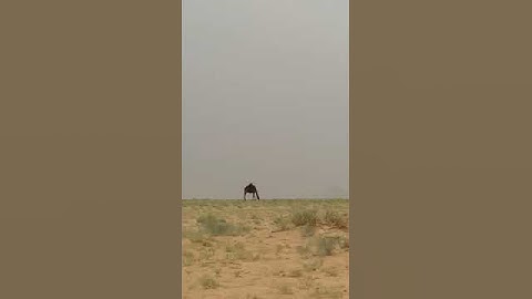 دحيم الحماد ١٤٤٤هـ آيات من سورة الروم. منظر من البادية