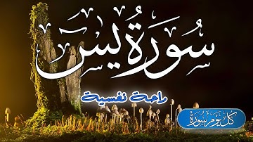 سورة ياسين ( یس) كامله | تلاوة هادئة تريح الاعصاب 💚القران الكريم بصوت جميل جدا Surah Yaseen