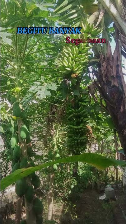 🎵Audio asli#iklim.Selamat tinggal penderitaan