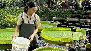 🇬🇧 LONDON , KEW GARDENS :  walking through WATERLILI  HOUSE