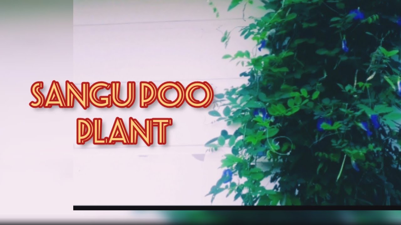 Sangu Poo Tea sangu Poo Medicinal Value YouTube sangu-poo-tea-sangu-poo-medicinal-value-youtube