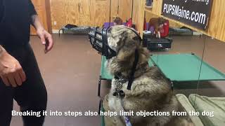 Muzzle conditioning with Great Pyrenees mix  Balanced Dog Training