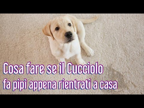 Video: Il Mio! Cosa Fare Quando Al Tuo Cucciolo Non Piace Condividere