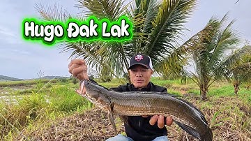 Câu được cá lóc khủng tại Đak Lak