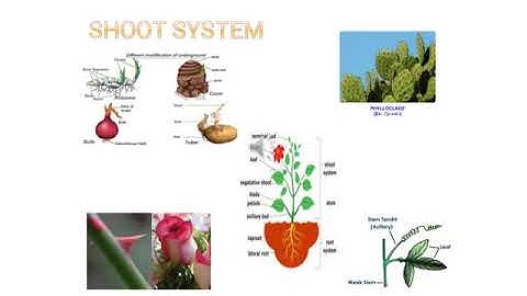 Science Class6 Ch9 Part 3(Plants-Form and functions)