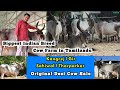 10000     native cow farmcow salegirsahiwalkankrejdairy farm