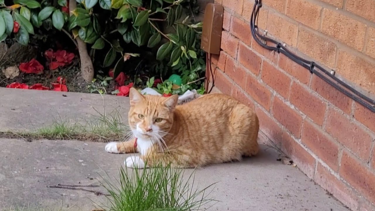 Birds, Blinks, and Belly Rolls: A Cat's Day Outside!