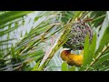 Bird watch: Eastern Golden Weaver Ploceus subaureus building his nest