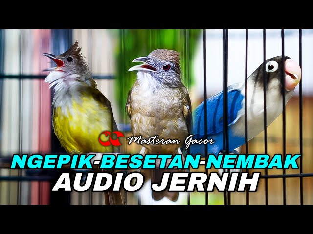 MASTERAN GACOR CUCAK JENGGOT-KAPAS TEMBAK-LOVEBIRD COCOK BUAT ISIAN NGEPIK,BESETAN,TEMBAKAN PANJANG class=