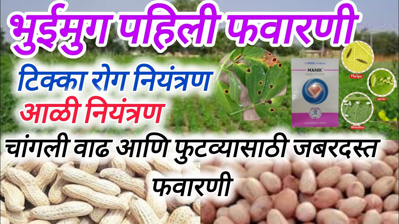 भुईमूग पहिली फवारणी #bhuimung lagwad kadhi karavi #शेतकरी #bhuimug# ...