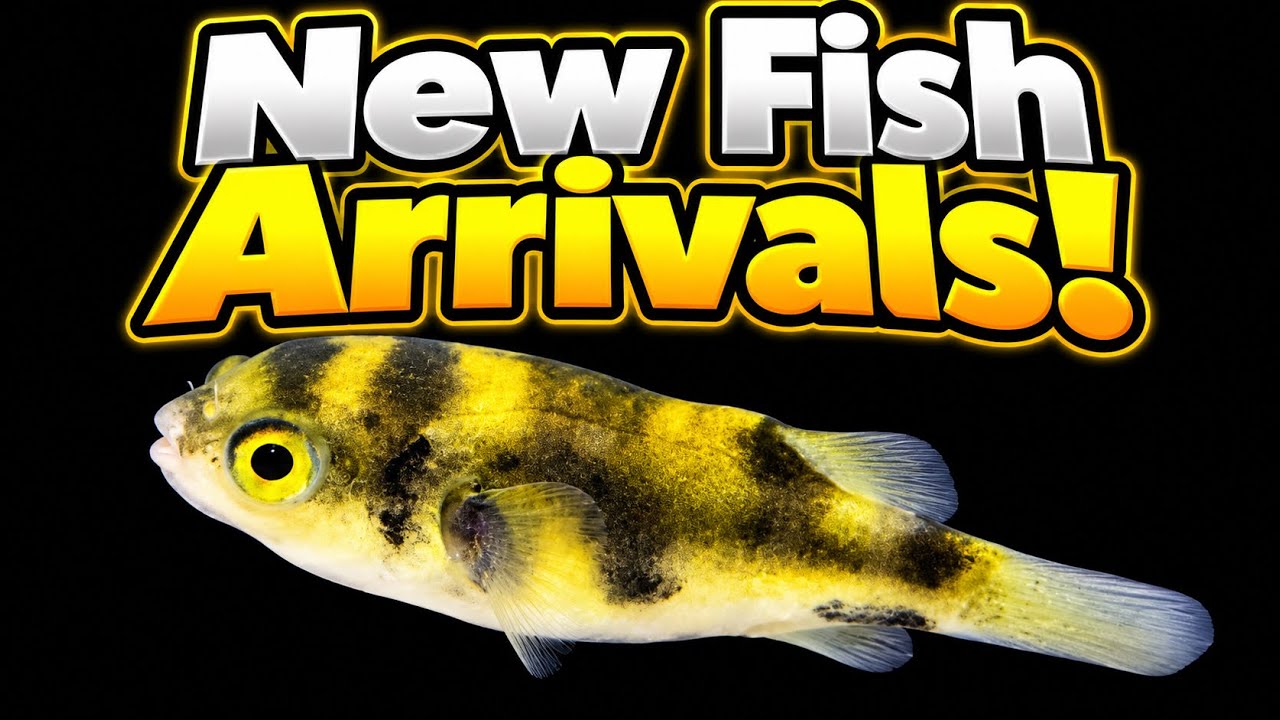 New Live Fish Arrivals For The Store! New Pufferfish + HUGE Rams