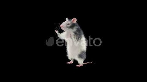 Rat Dancing 4K | Motion Graphics - Envato elements