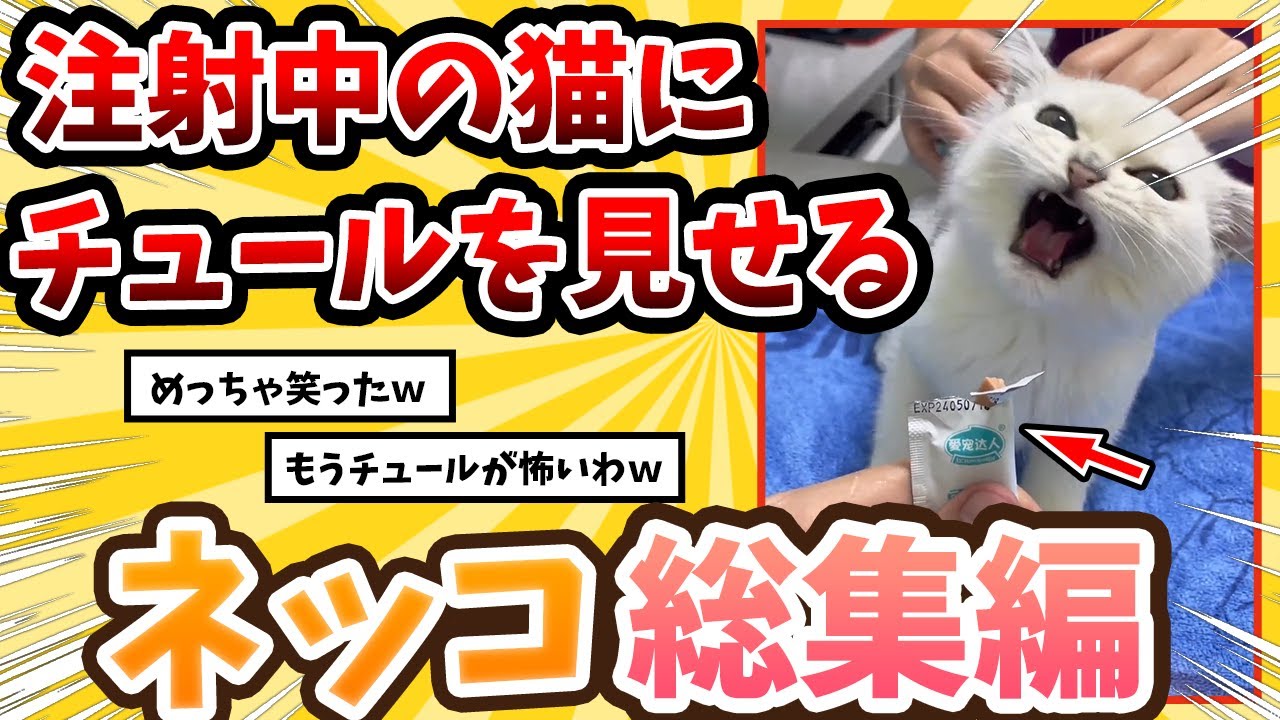 【2ch動物スレ総集編】注射で暴れてるネッコの前にチュールを出した結果→予想外の反応www/ネッコ300選！