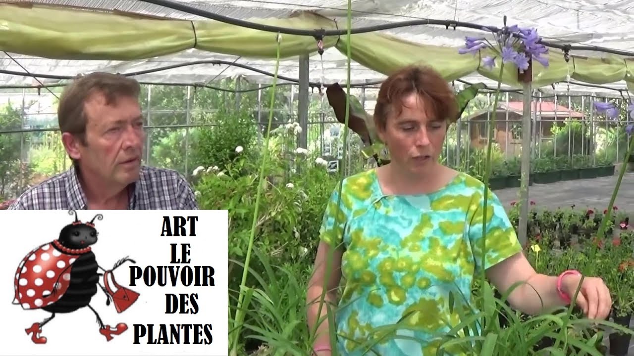 Chaine de Jardinage agapanthe Comment faire un Semis Plantes vivaces