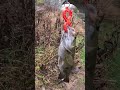 Monster Smallmouth Winter Bank Fishing