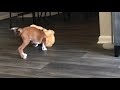 2 Month Boxer Puppy playing with A Teddy bear