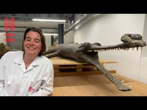 Video: Wat is een andere naam voor gaviaal?