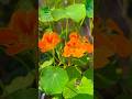Flowers | Garden #gardening #green #nature #peace #gardentour #floral #relaxing #plant #vegetables
