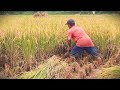 Satisfying Harvest: Cutting Golden Grain by Hand #RuralAgriculture #TraditionalFarming