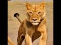 Lions Ambush Zebra Herd in a Split Second #shorts #wildlifeexplained