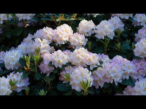 Wideo: Rhododendron Schlippenbach (27 Zdjęć): Uprawa „palisander” Z Nasion, Jego Opis. Zasady Sadzenia I Pielęgnacji