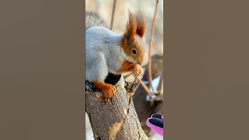 Những sự thật thú vị về loài Sóc P1 #tgdv #animals #thegioidongvat #shorts