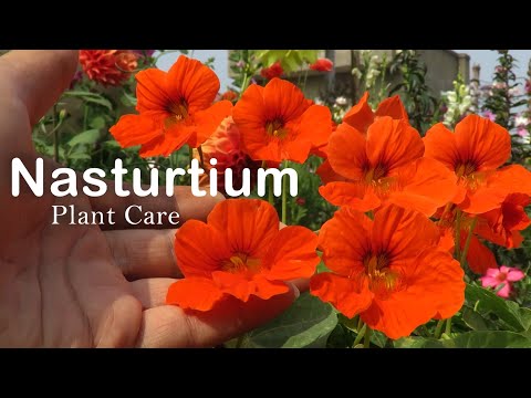Настуртиум цэцэг || Настуртиум хэрхэн ургуулах вэ || Настуртиум ургамлын арчилгаа