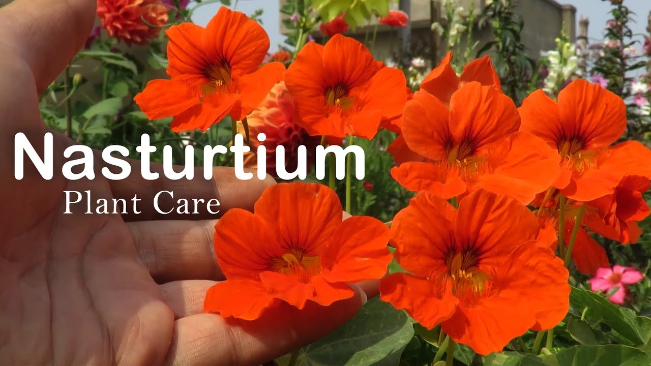 Nasturtium Flower || How to Grow Nasturtium || Nasturtium Plant Care